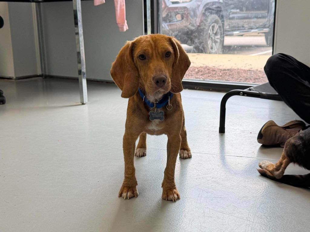 Willie, a Adoptable mixed breed in Raleigh, NC image 4/6