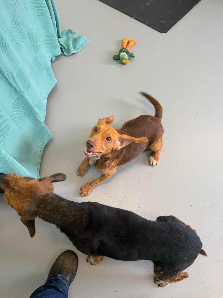 Willie, a Adoptable mixed breed in Raleigh, NC image 5/6