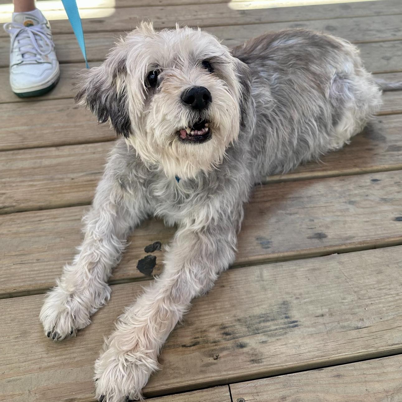 Daffodil, Adoptable, Senior Female Schnoodle.