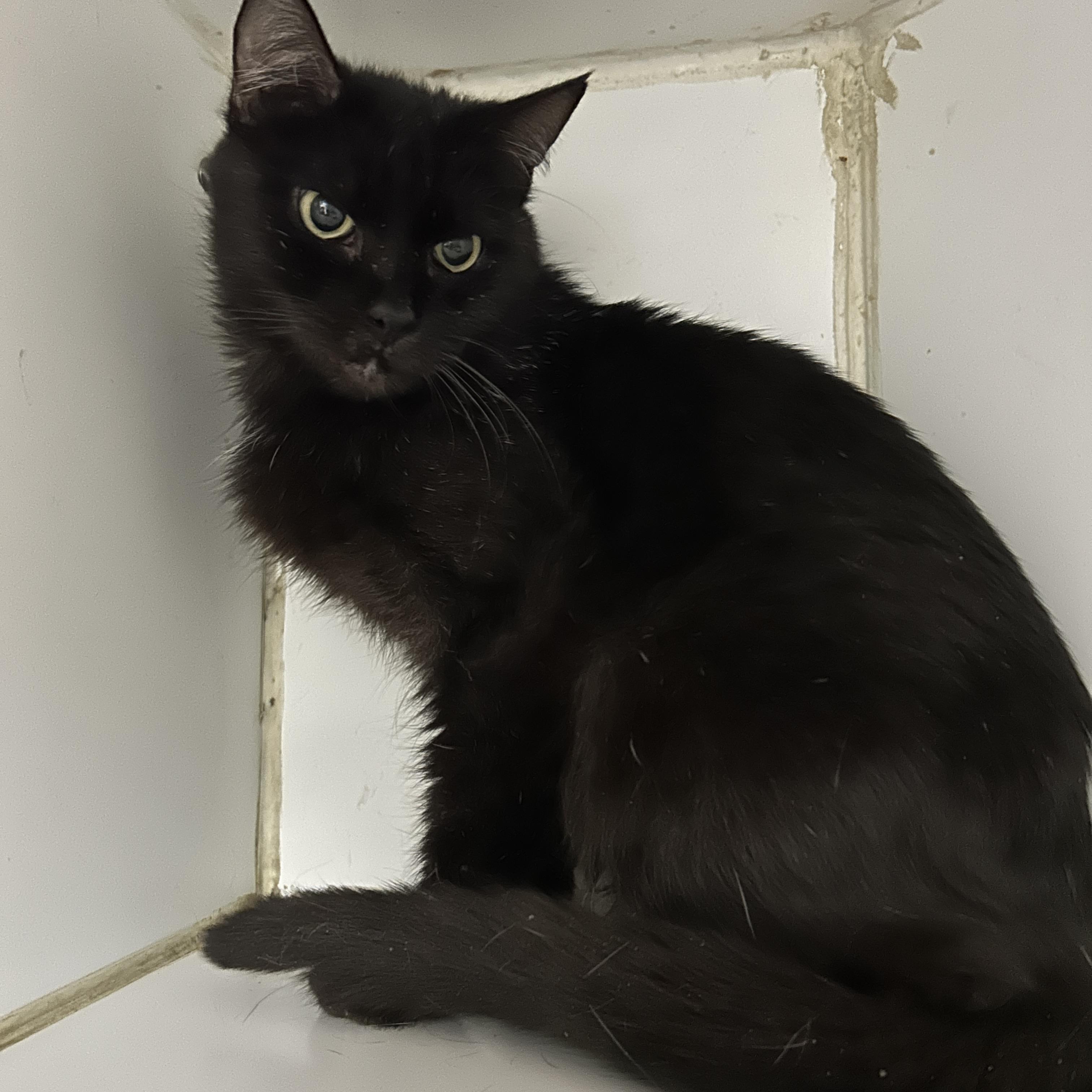 Matilda , ADOPTABLE, Adult Female Domestic Short Hair.