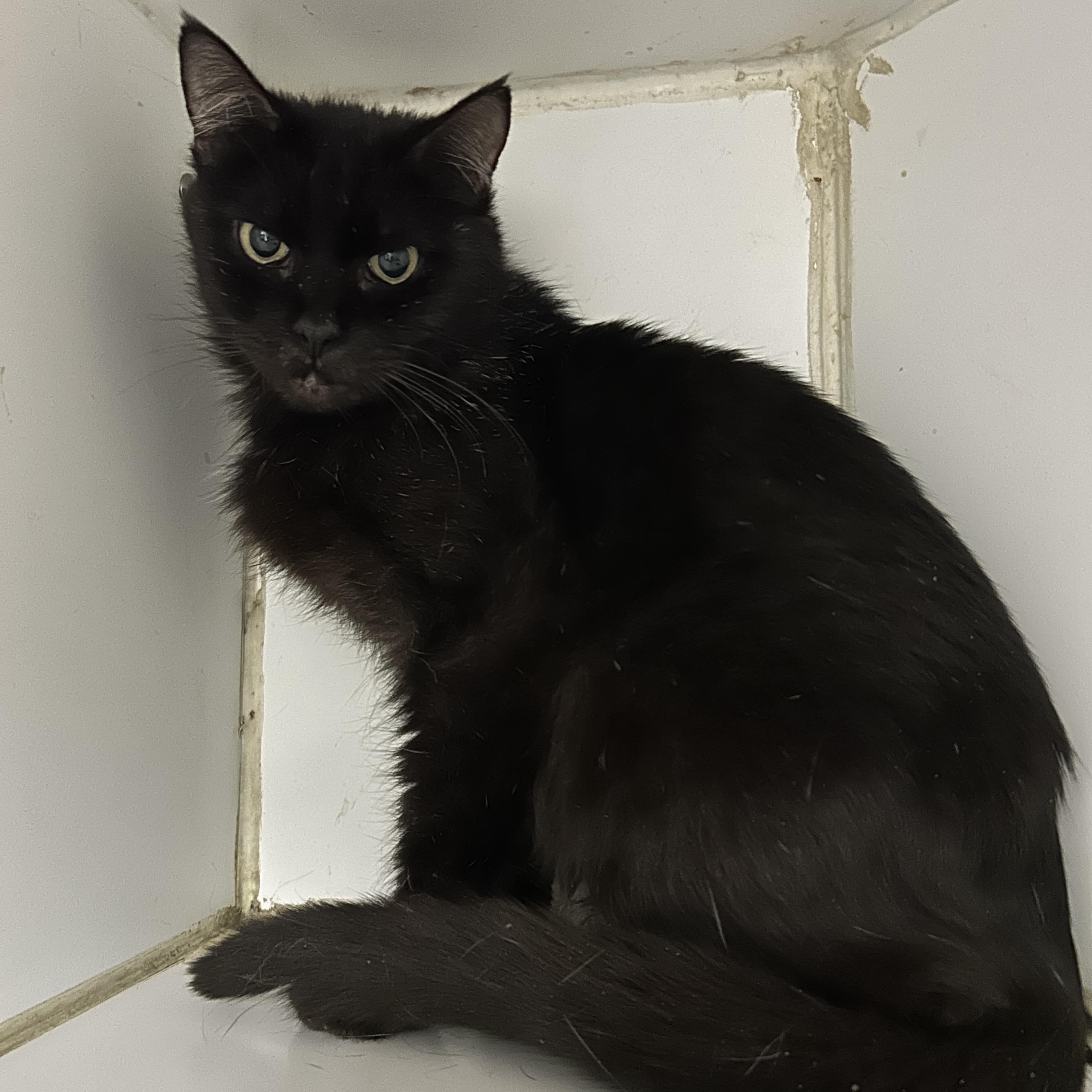 Enlarge Matilda , a ADOPTABLE Domestic Short Hair in La Grange Park, IL image 2/3