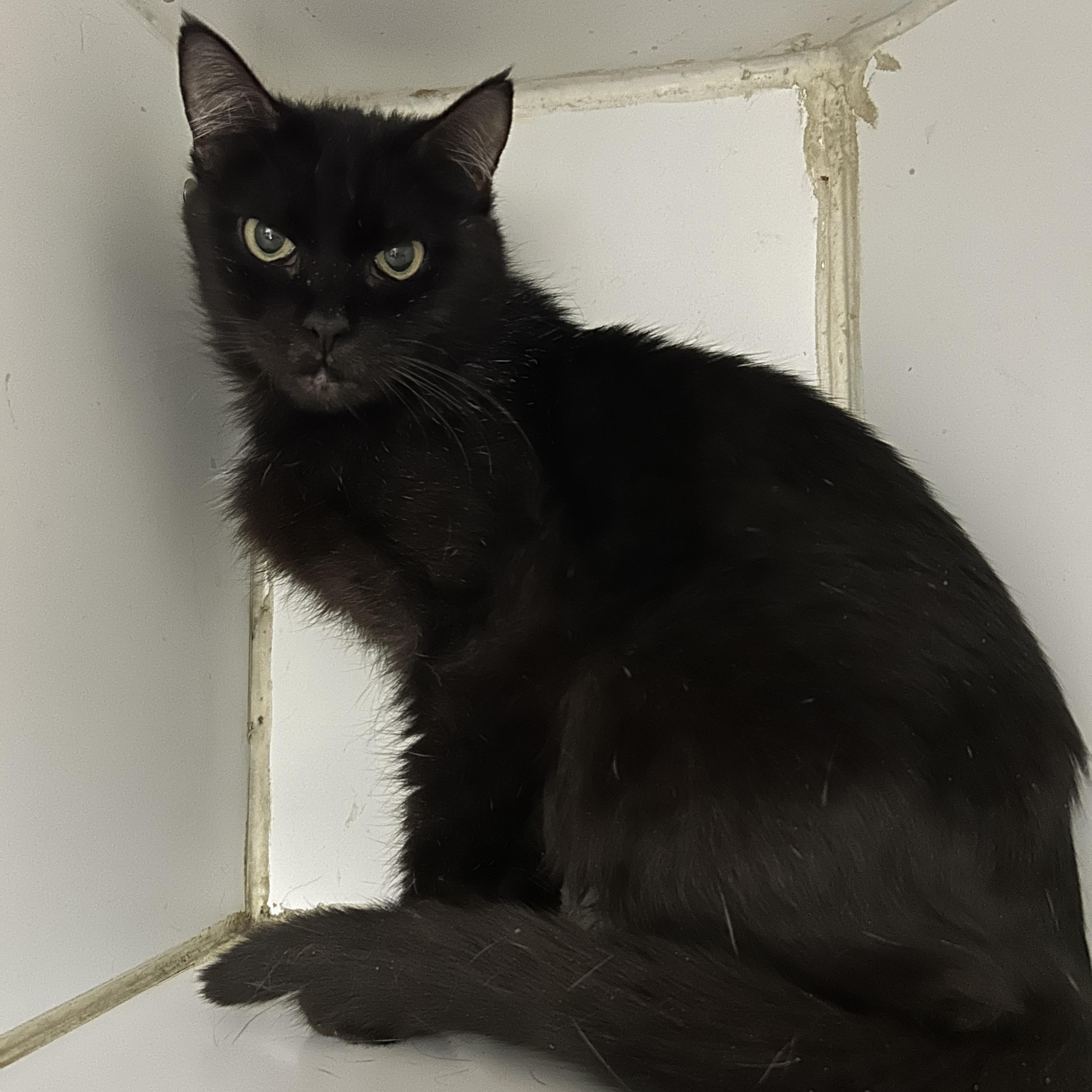 Enlarge Matilda , a ADOPTABLE Domestic Short Hair in La Grange Park, IL image 3/3