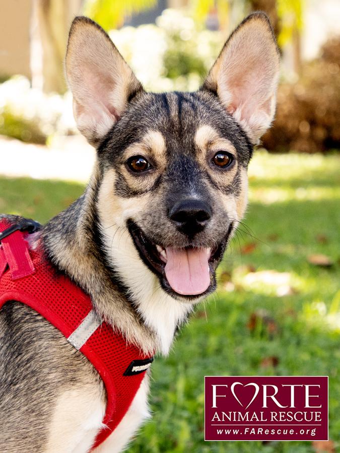 Enlarge Ramona, a Adoptable mixed breed in Marina Del Rey, CA image 1/5