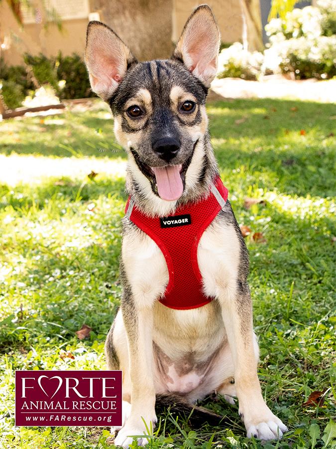 Enlarge Ramona, a Adoptable mixed breed in Marina Del Rey, CA image 2/5