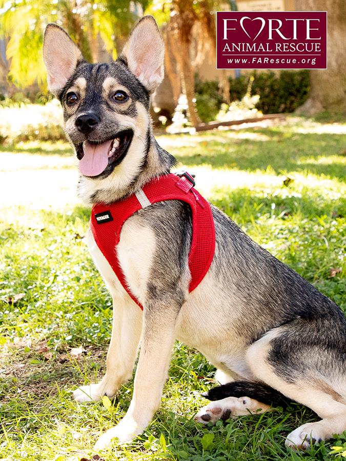 Enlarge Ramona, a Adoptable mixed breed in Marina Del Rey, CA image 4/5
