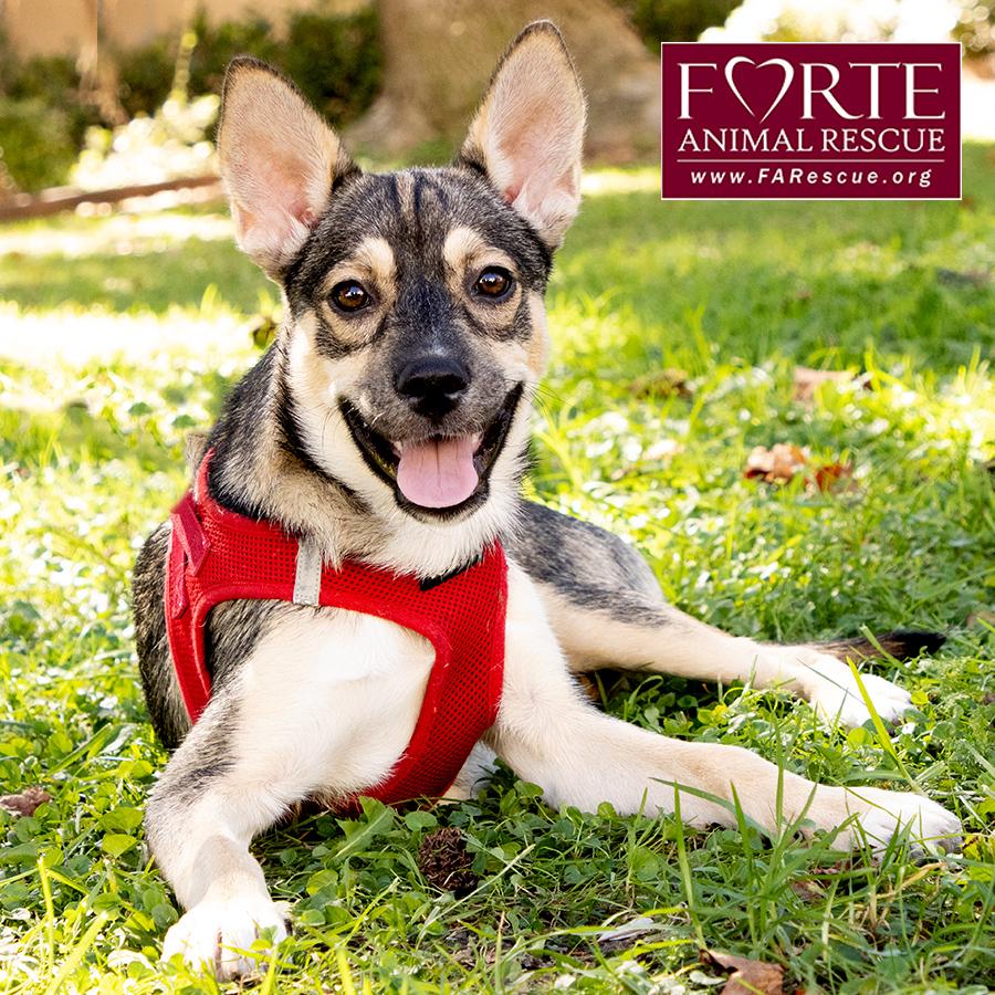 Enlarge Ramona, a Adoptable mixed breed in Marina Del Rey, CA image 5/5