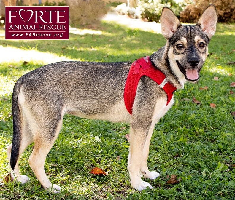 Enlarge Ramona, a Adoptable mixed breed in Marina Del Rey, CA image 3/5