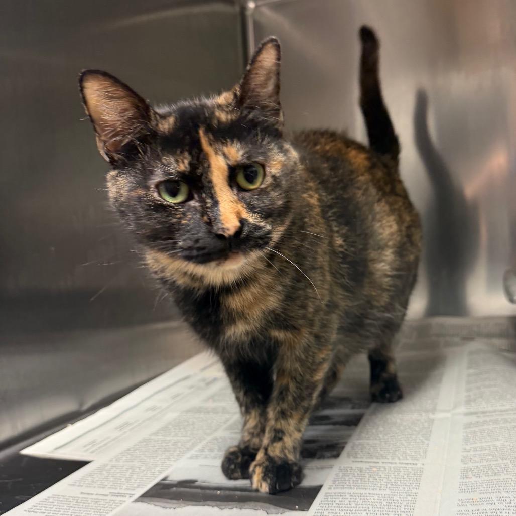 Stormy, a Adoptable Domestic Short Hair in Bryan, TX image 1/3