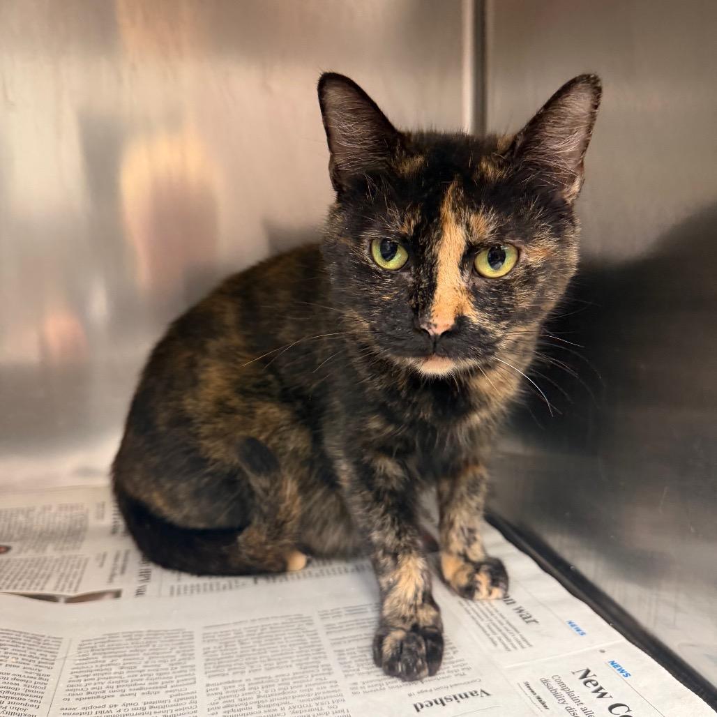 Stormy, a Adoptable Domestic Short Hair in Bryan, TX image 2/3