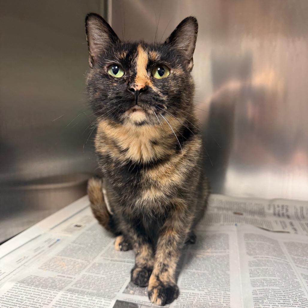 Stormy, a Adoptable Domestic Short Hair in Bryan, TX image 3/3
