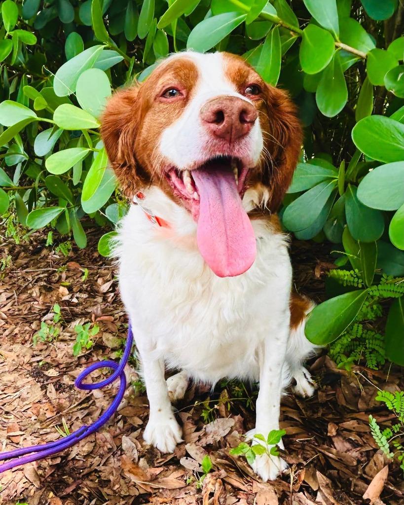 DOLLY, Adoptable, Adult Female Brittany Spaniel.