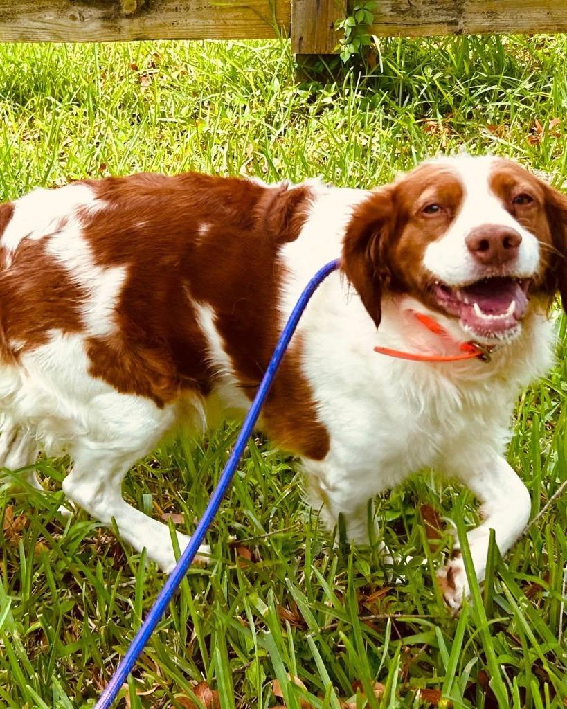 Enlarge DOLLY, a Adoptable Brittany Spaniel in Palm City, FL image 2/6