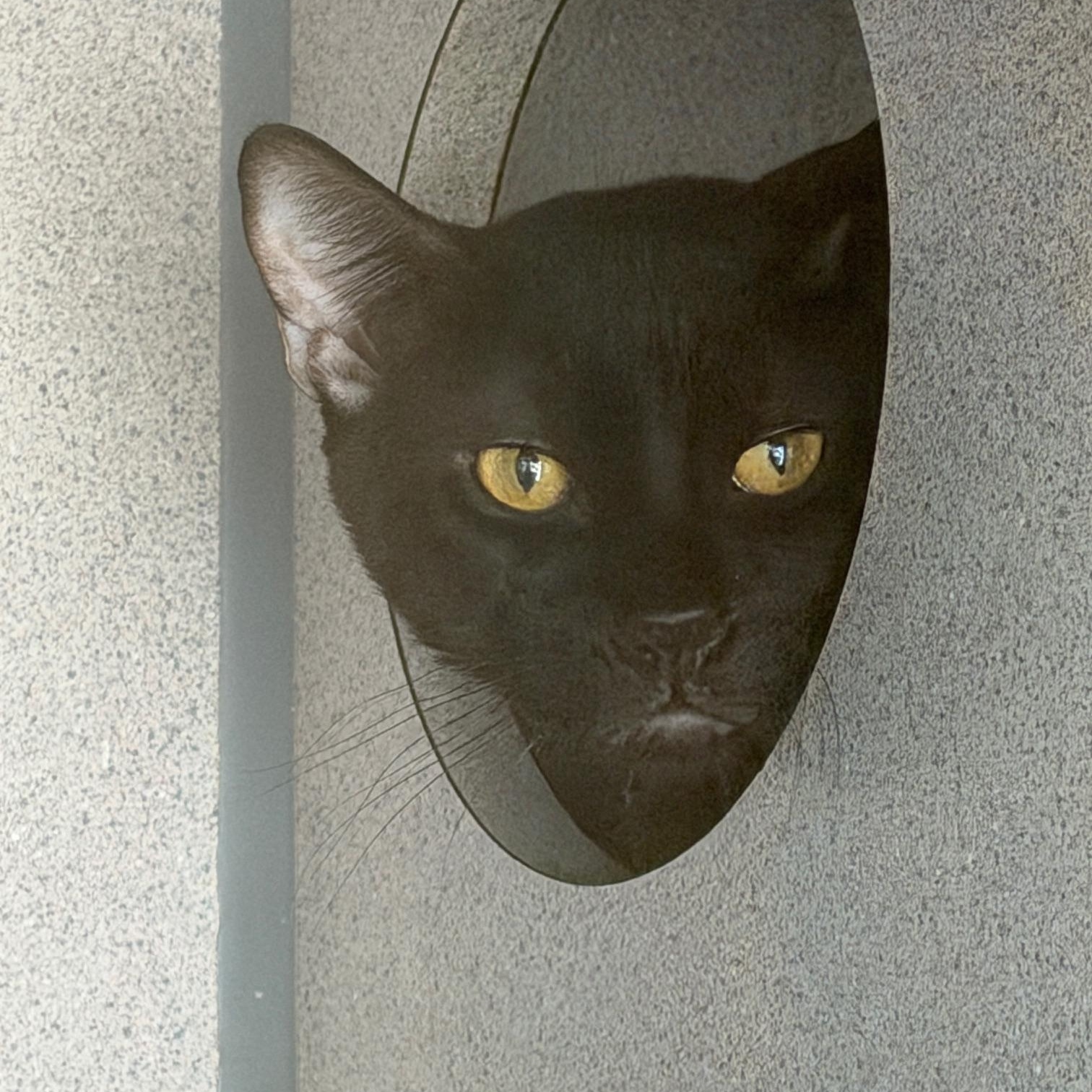 Enlarge Kenai, a ADOPTABLE Domestic Short Hair in Gardnerville, NV image 1/1