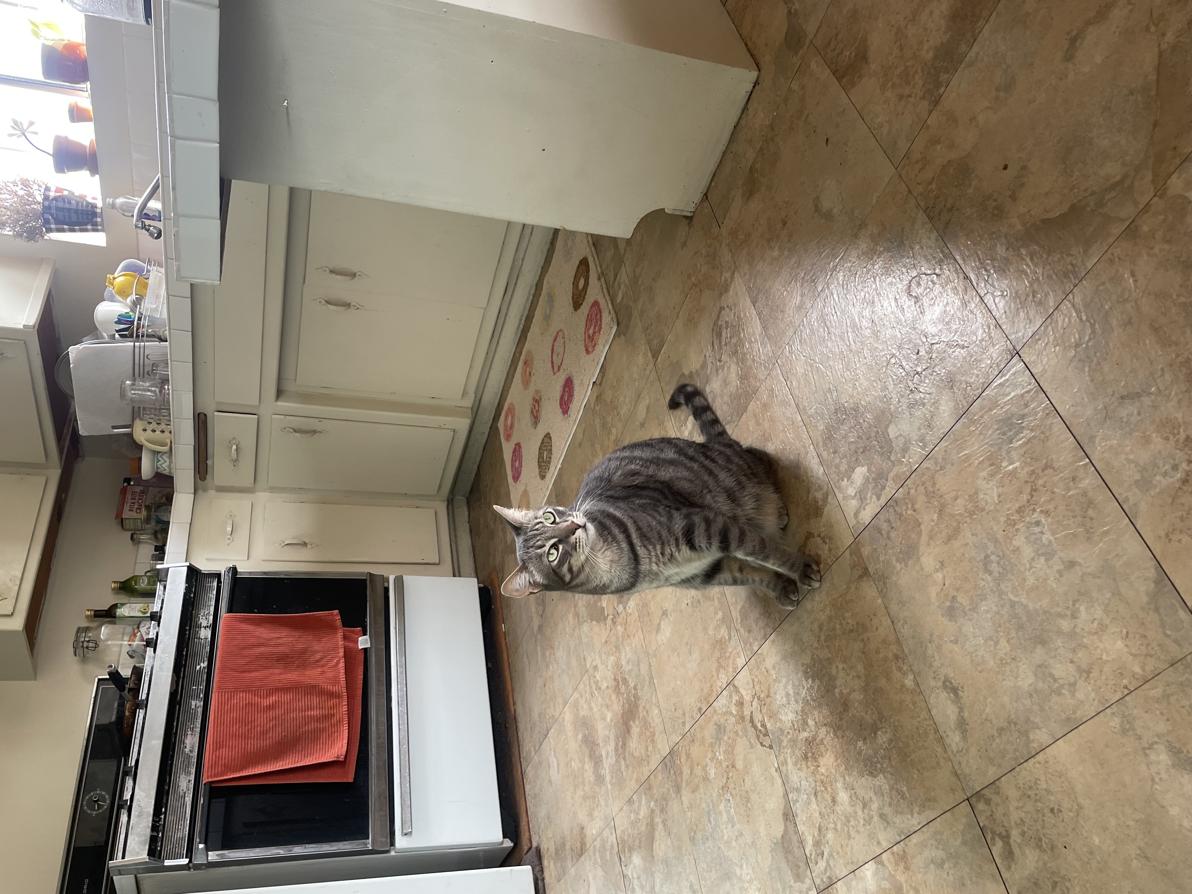 Wozzeck, a Adoptable Domestic Short Hair in Los Angeles, CA image 3/6