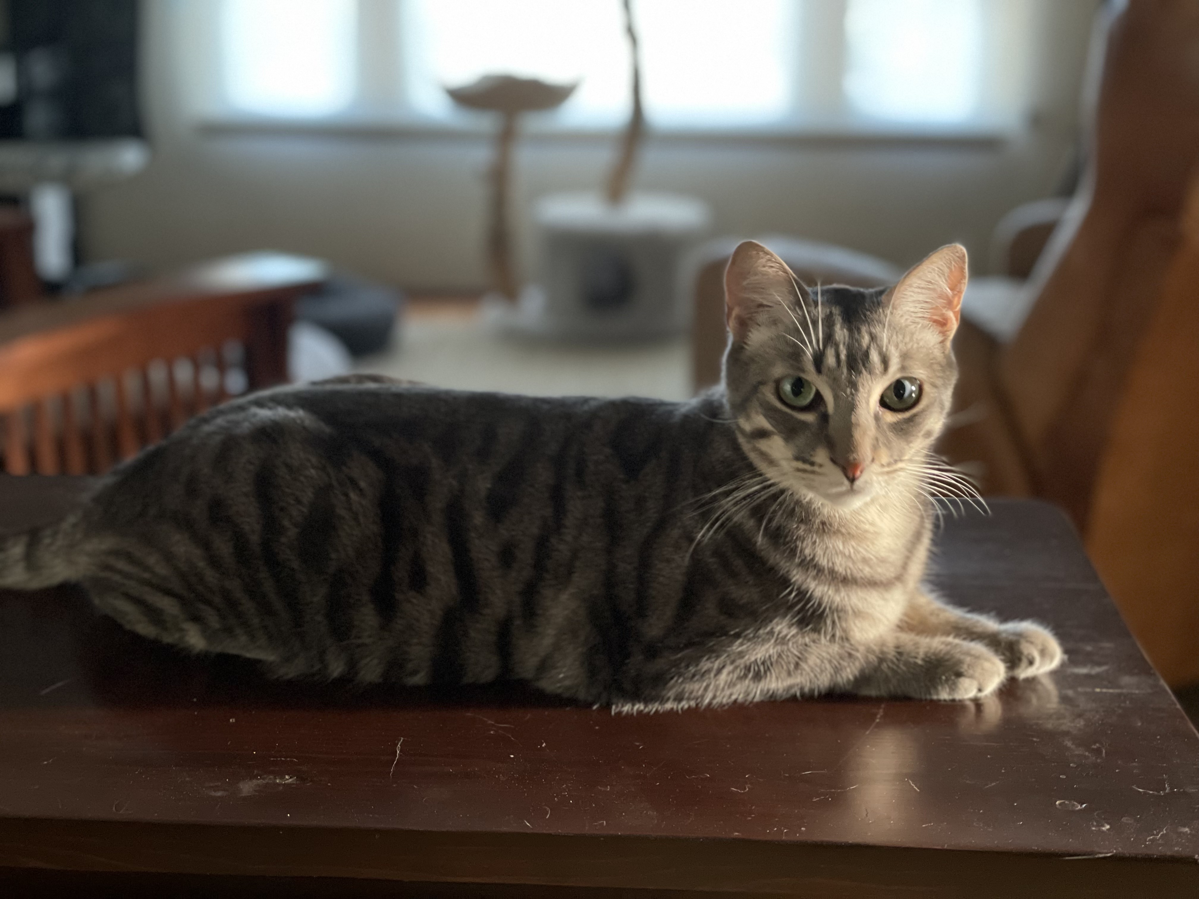 Wozzeck, a Adoptable Domestic Short Hair in Los Angeles, CA image 5/6