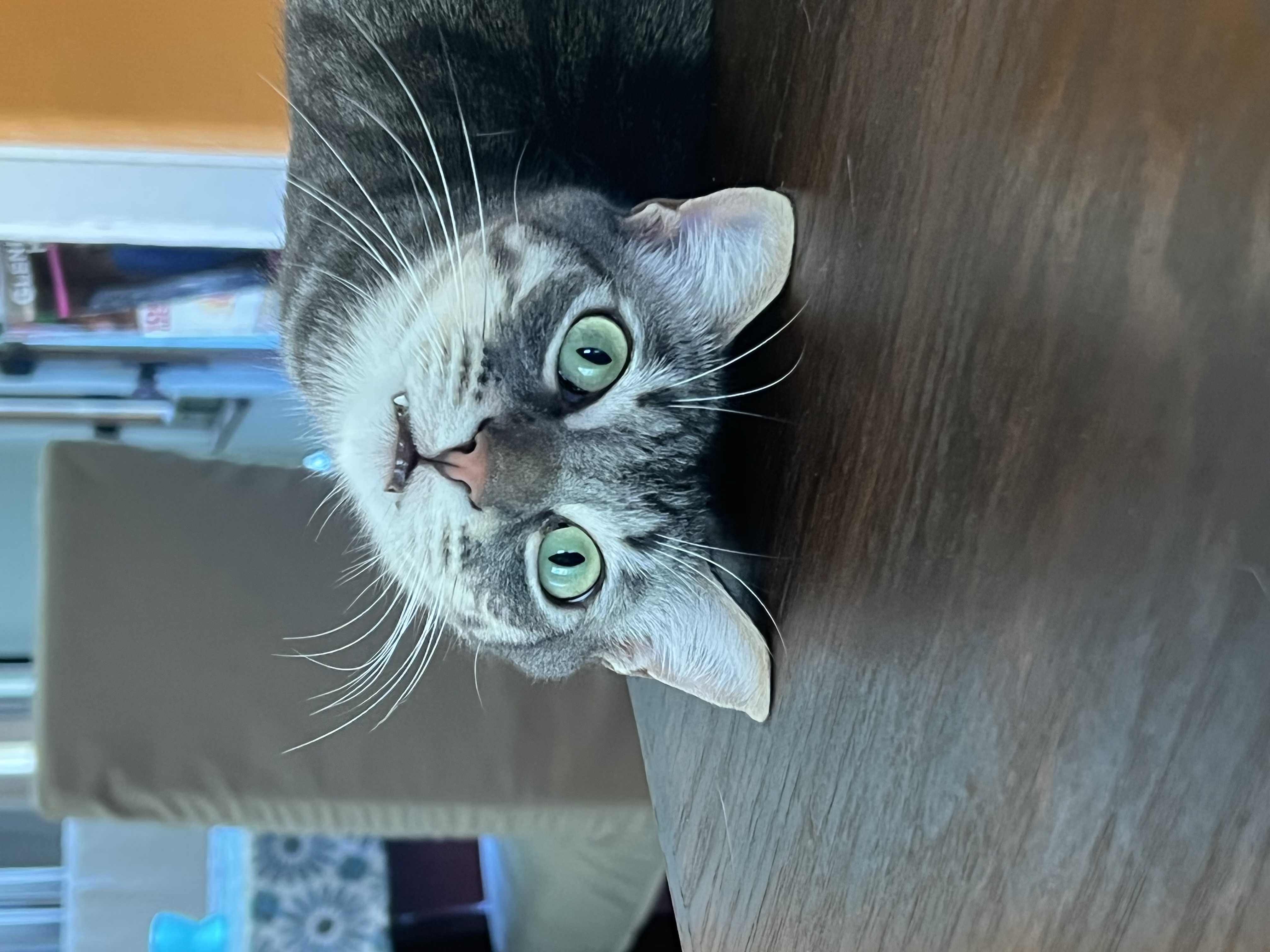 Wozzeck, a Adoptable Domestic Short Hair in Los Angeles, CA image 1/6