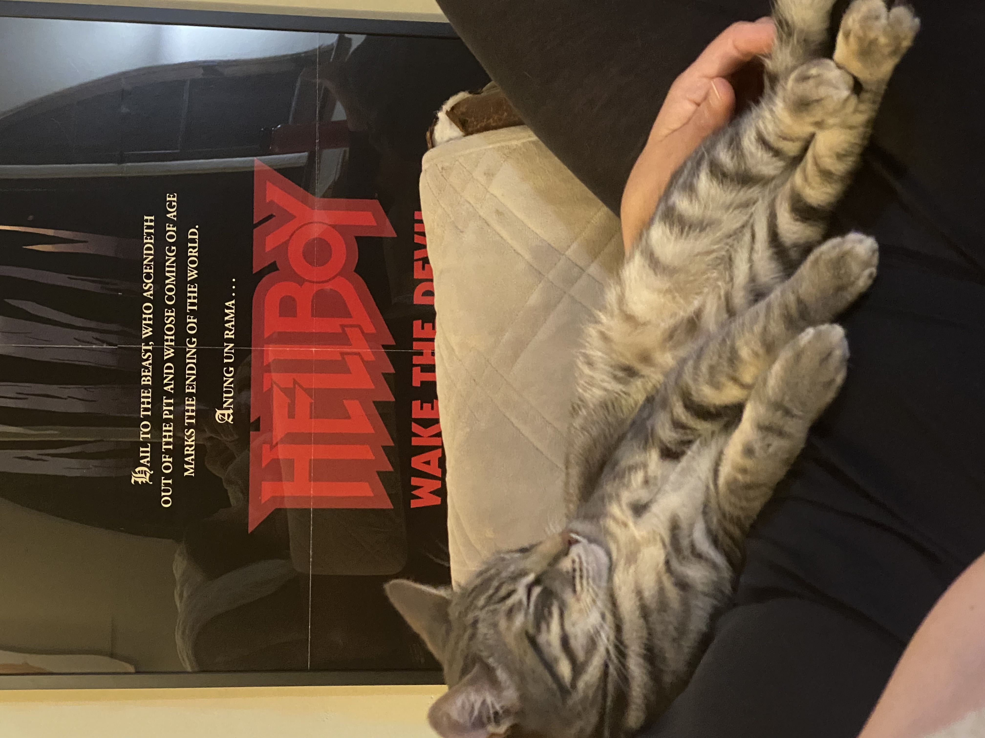 Wozzeck, a Adoptable Domestic Short Hair in Los Angeles, CA image 6/6