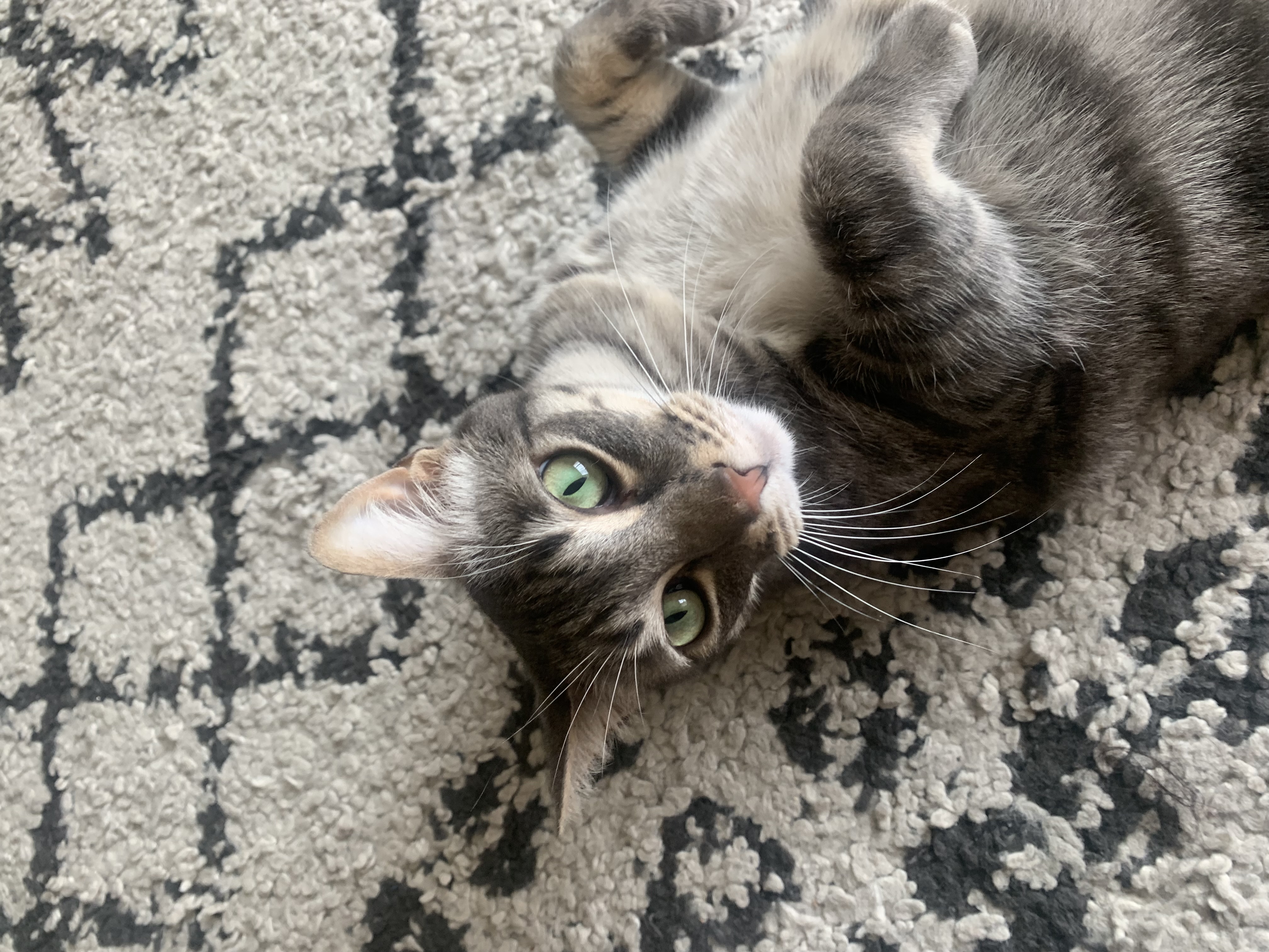 Wozzeck, a Adoptable Domestic Short Hair in Los Angeles, CA image 4/6