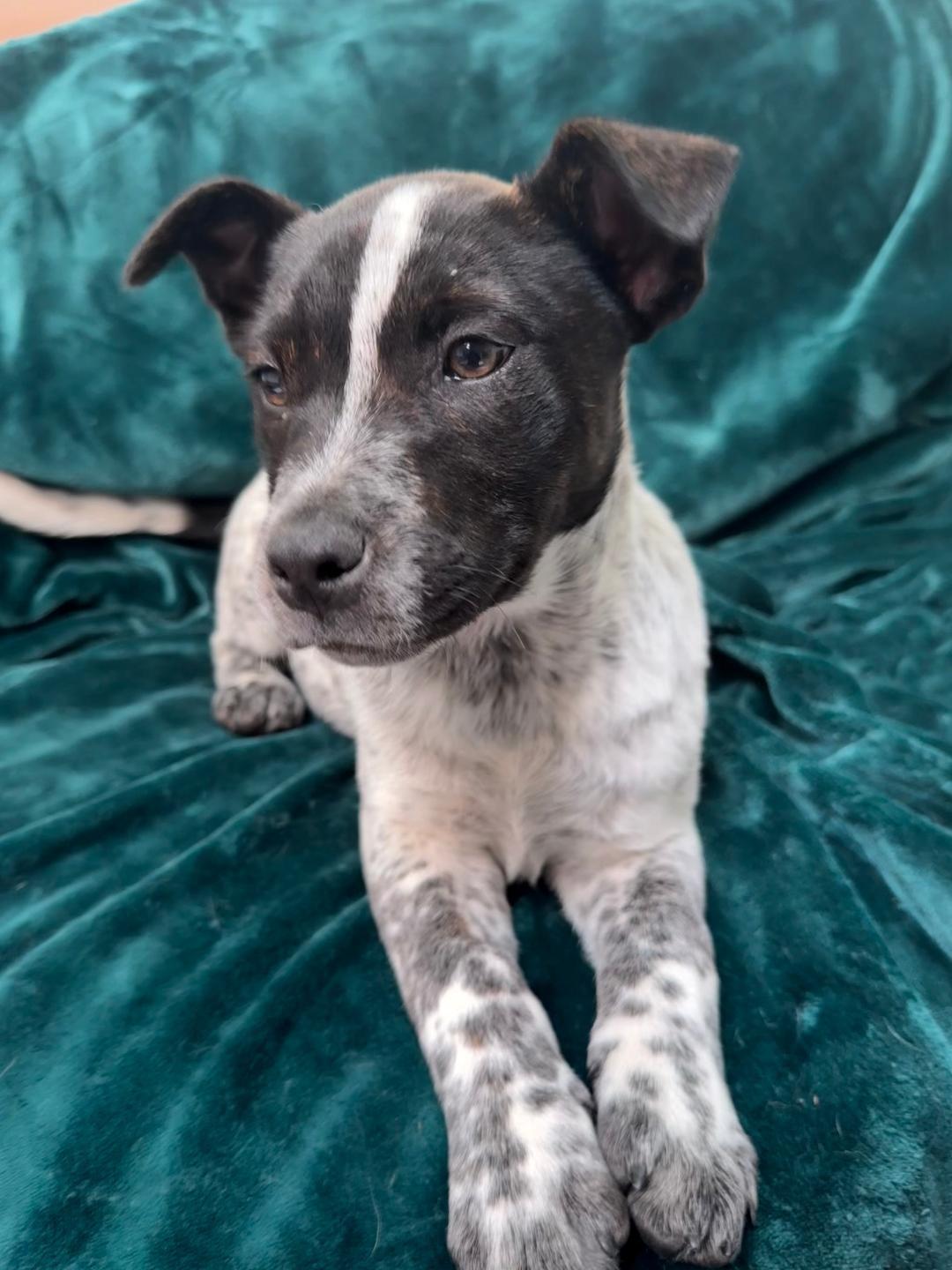 Muffin , ADOPTABLE, Puppy Female Cattle Dog.