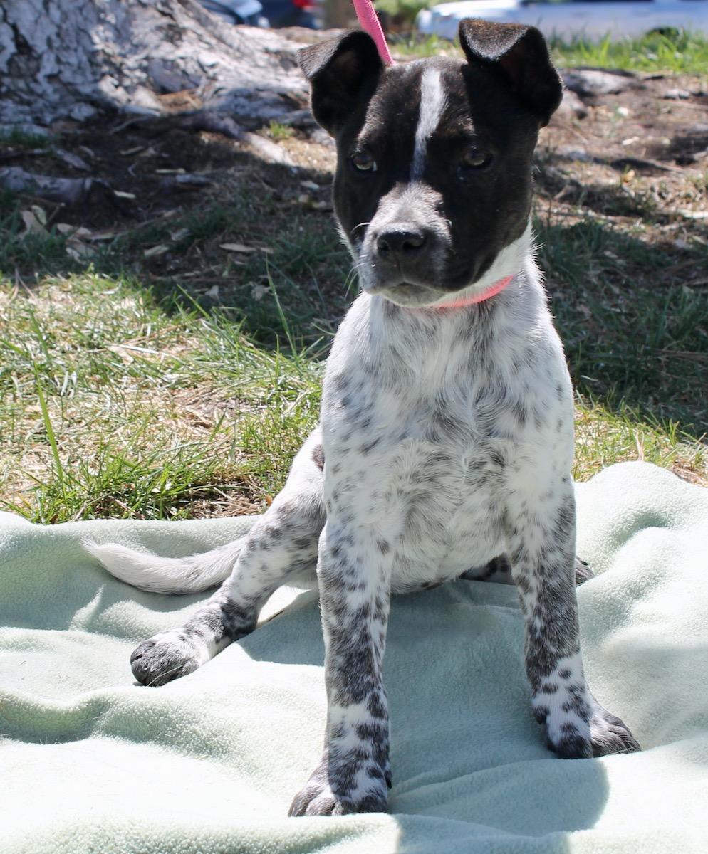 Enlarge Muffin , a ADOPTABLE mixed breed in Albuquerque, NM image 6/6