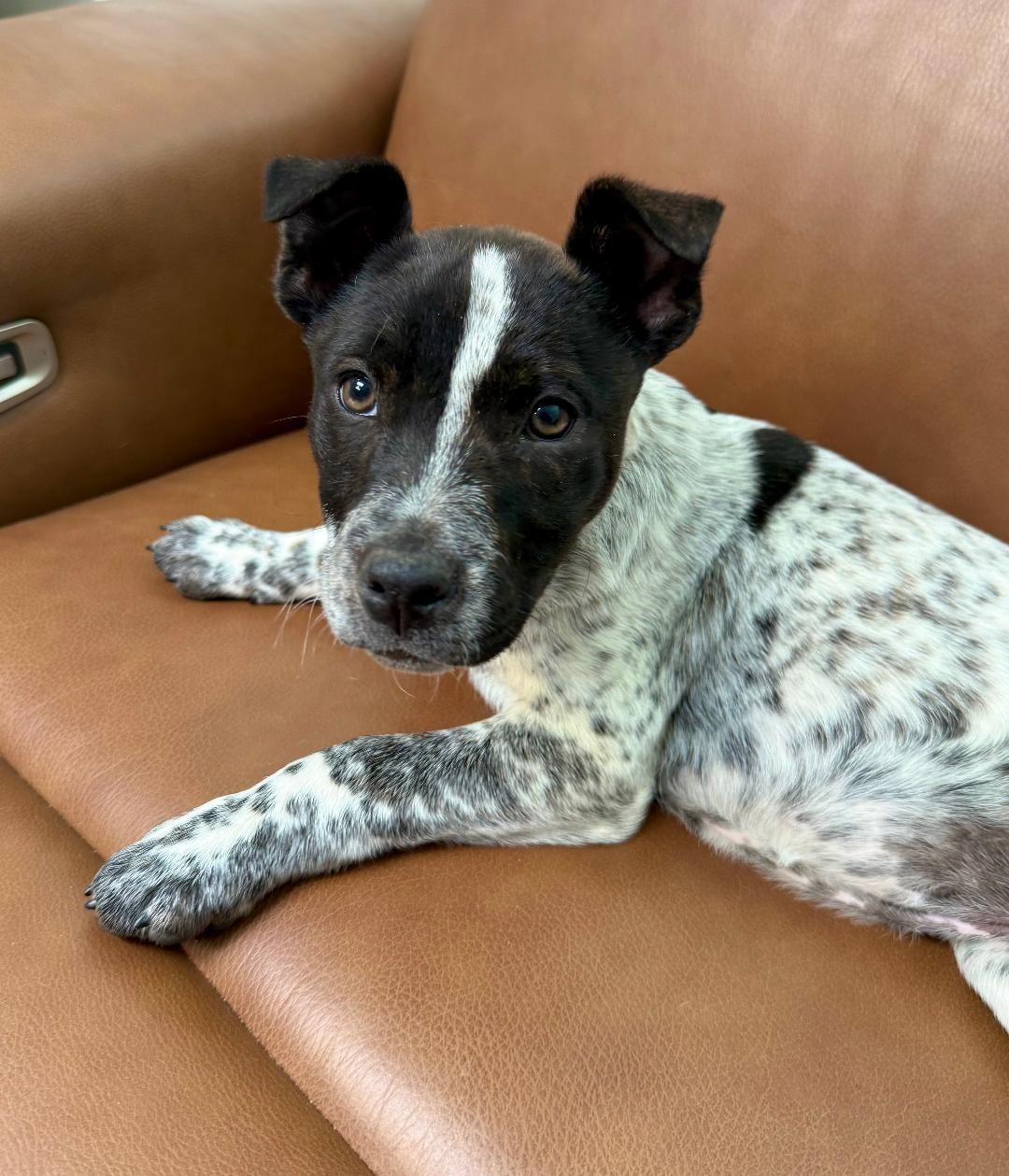 Enlarge Muffin , a ADOPTABLE mixed breed in Albuquerque, NM image 3/6