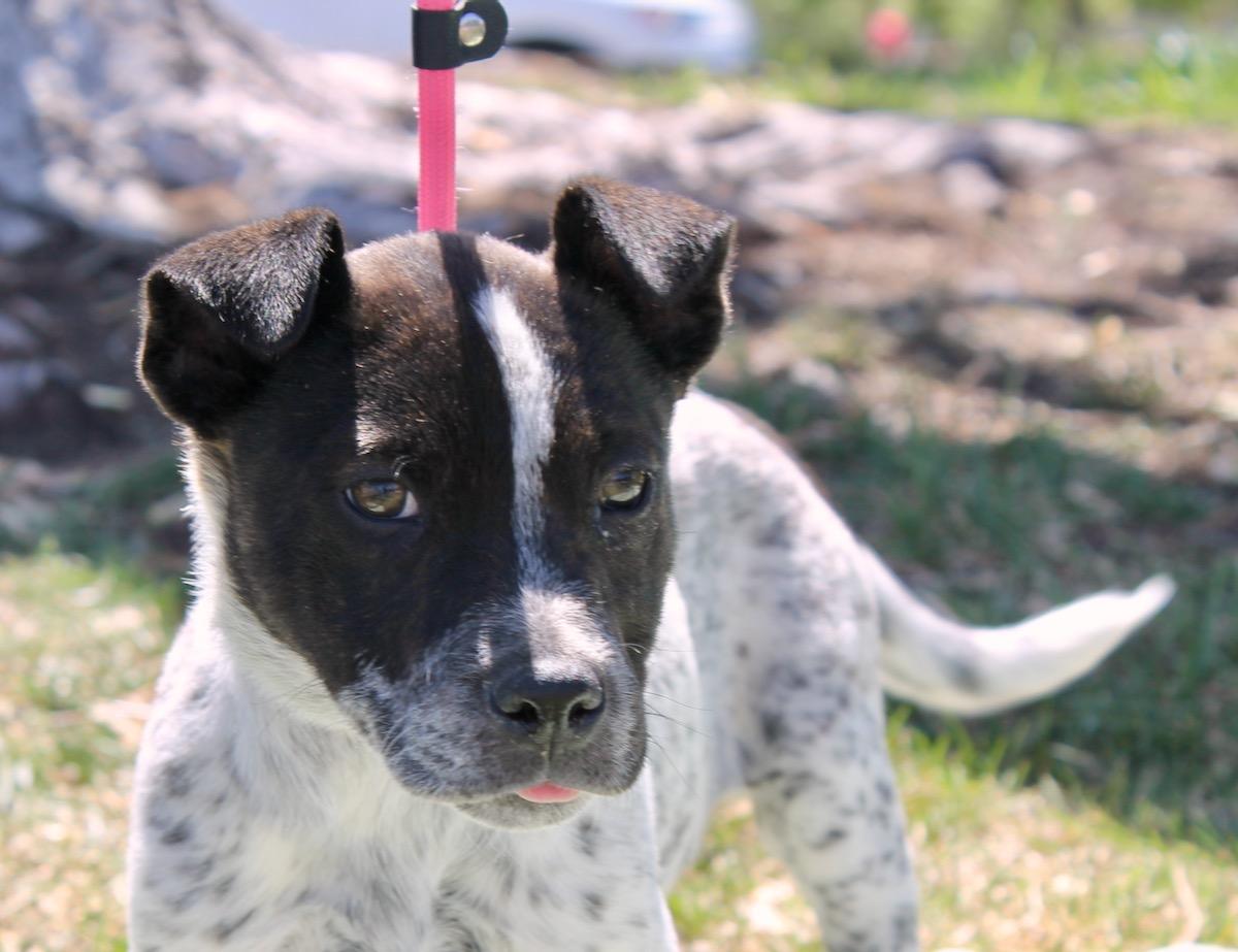 Enlarge Muffin , a ADOPTABLE mixed breed in Albuquerque, NM image 5/6
