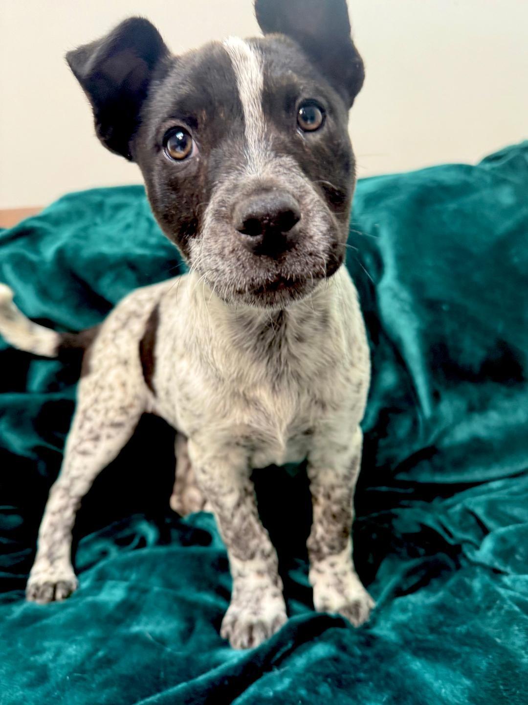 Enlarge Muffin , a ADOPTABLE mixed breed in Albuquerque, NM image 2/6