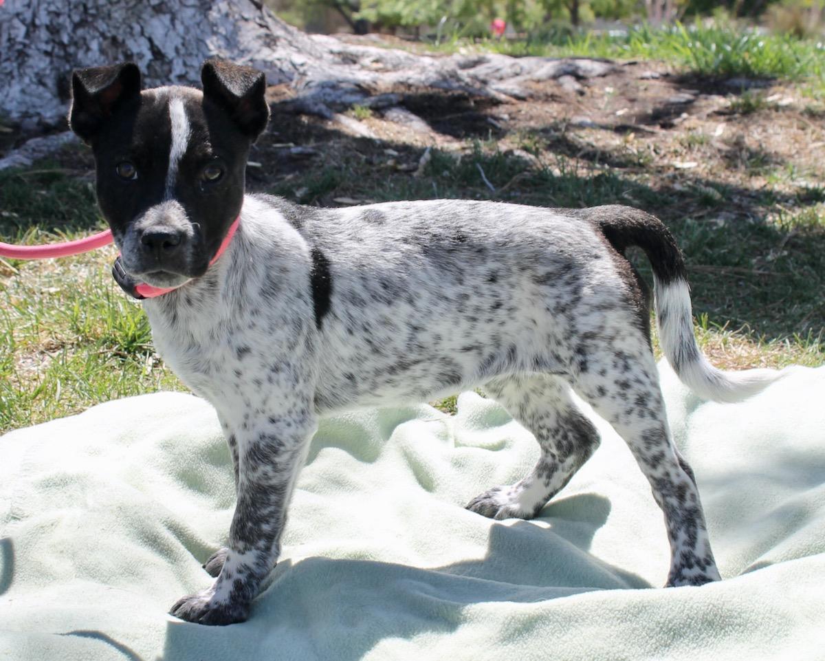 Enlarge Muffin , a ADOPTABLE mixed breed in Albuquerque, NM image 4/6