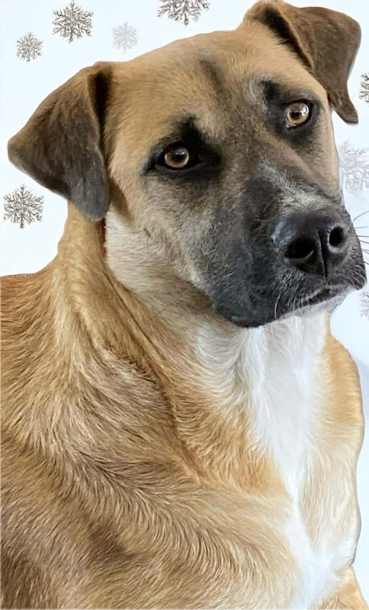 Adagio, a Adoptable mixed breed in West Richland, WA image 1/3