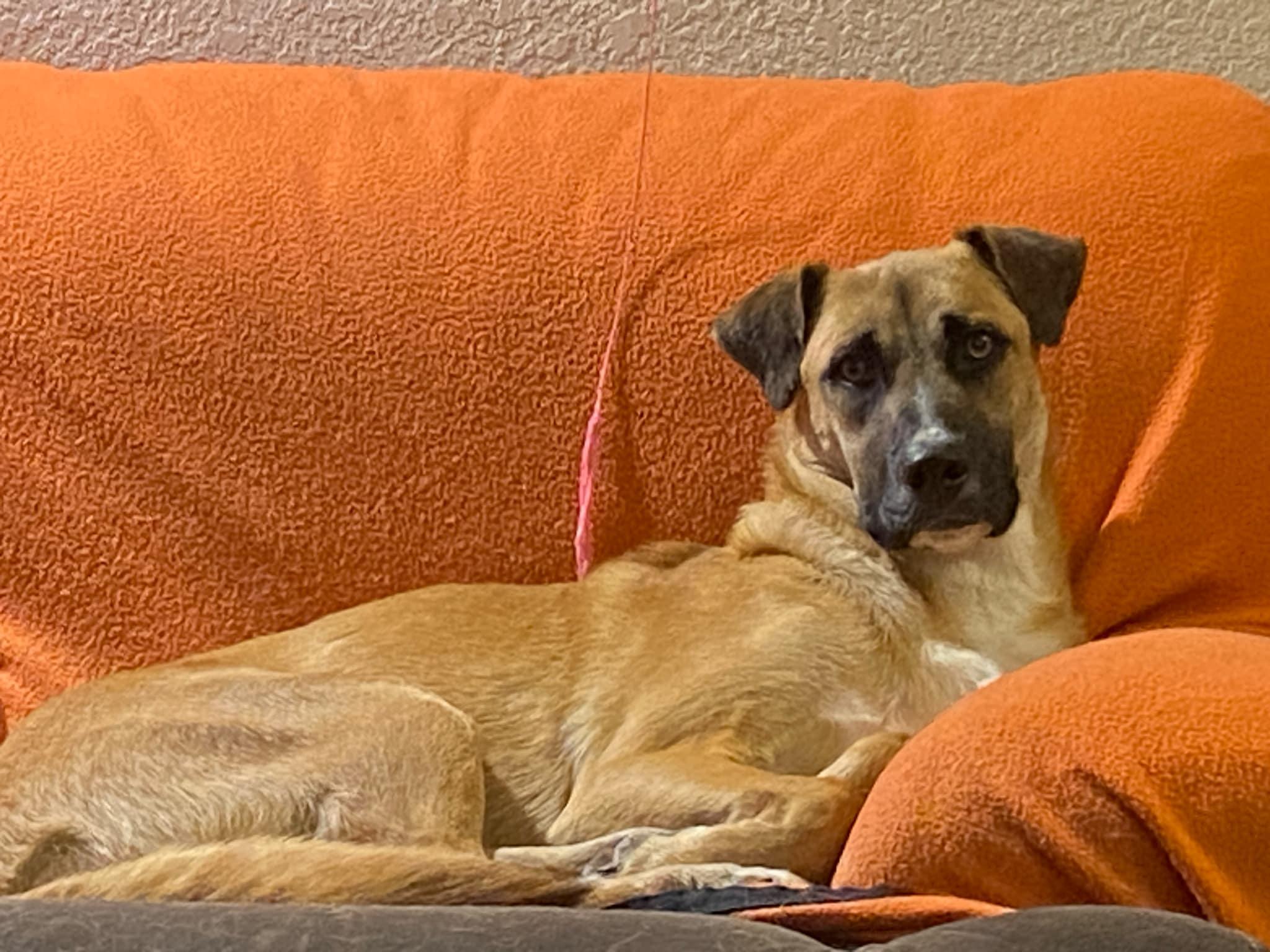 Adagio, a Adoptable mixed breed in West Richland, WA image 2/3