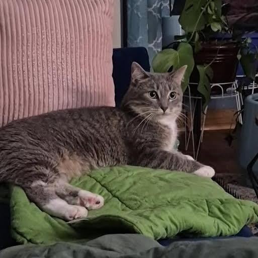 Enlarge Aviva, a Adoptable Domestic Short Hair in Madison, WI image 1/3