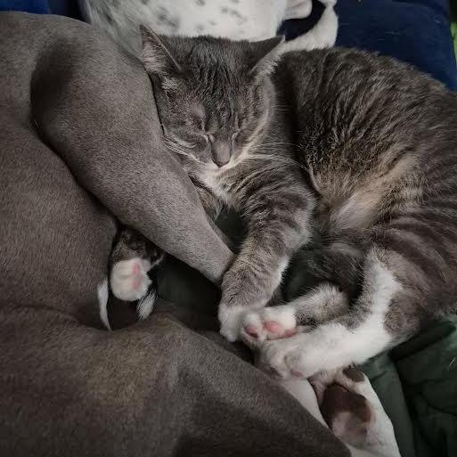 Enlarge Aviva, a Adoptable Domestic Short Hair in Madison, WI image 2/3