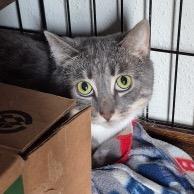 Enlarge Aviva, a Adoptable Domestic Short Hair in Madison, WI image 3/3