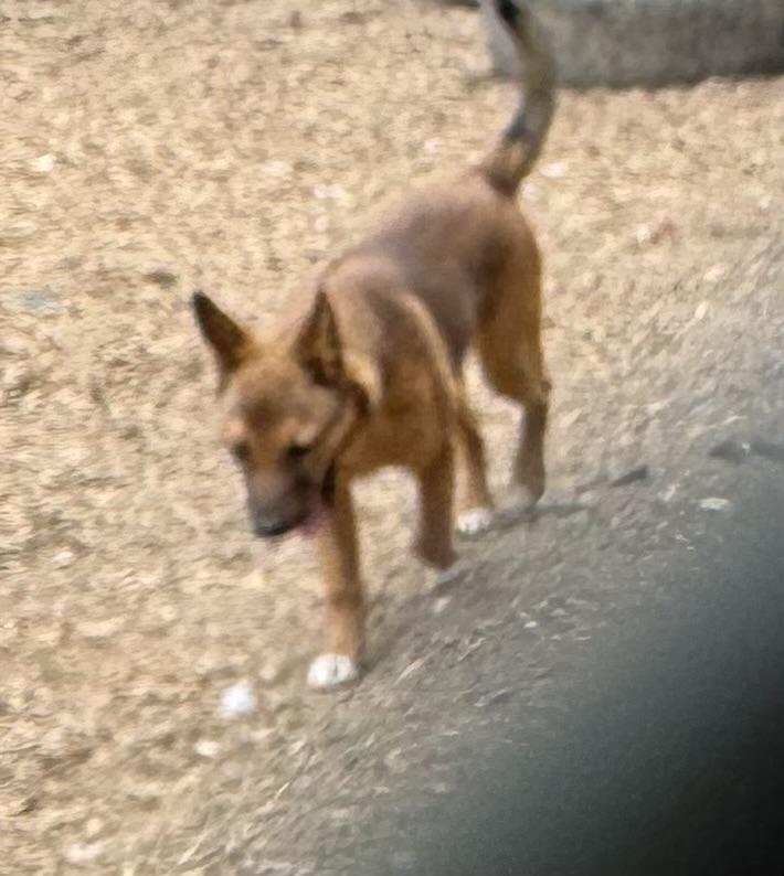 Axel, Adoptable, Young Male Australian Shepherd.