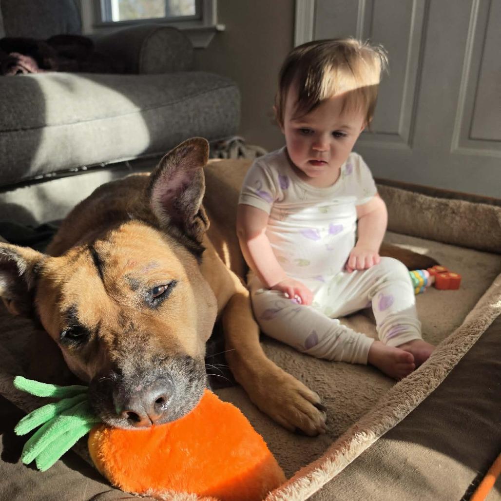 Enlarge Trac, a Adoptable mixed breed in Ferndale, MI image 1/6