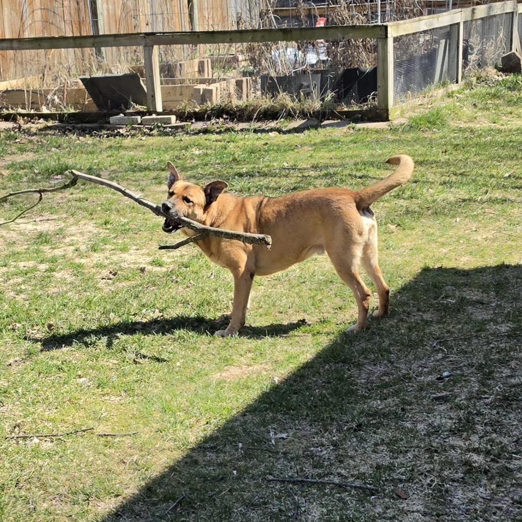 Enlarge Trac, a Adoptable mixed breed in Ferndale, MI image 2/6