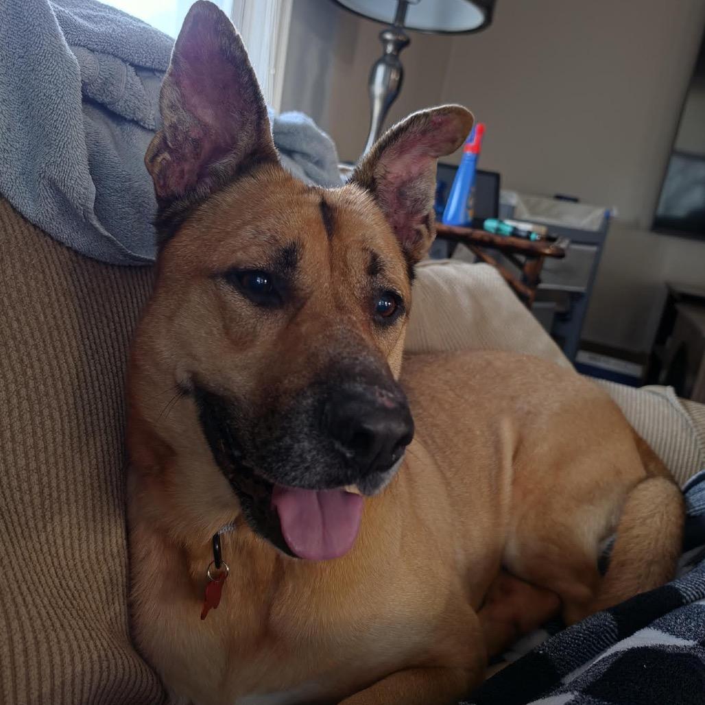 Enlarge Trac, a Adoptable mixed breed in Ferndale, MI image 3/6