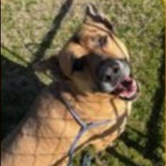 Enlarge Trac, a Adoptable mixed breed in Ferndale, MI image 4/6