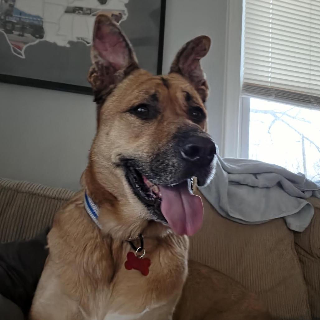 Enlarge Trac, a Adoptable mixed breed in Ferndale, MI image 5/6