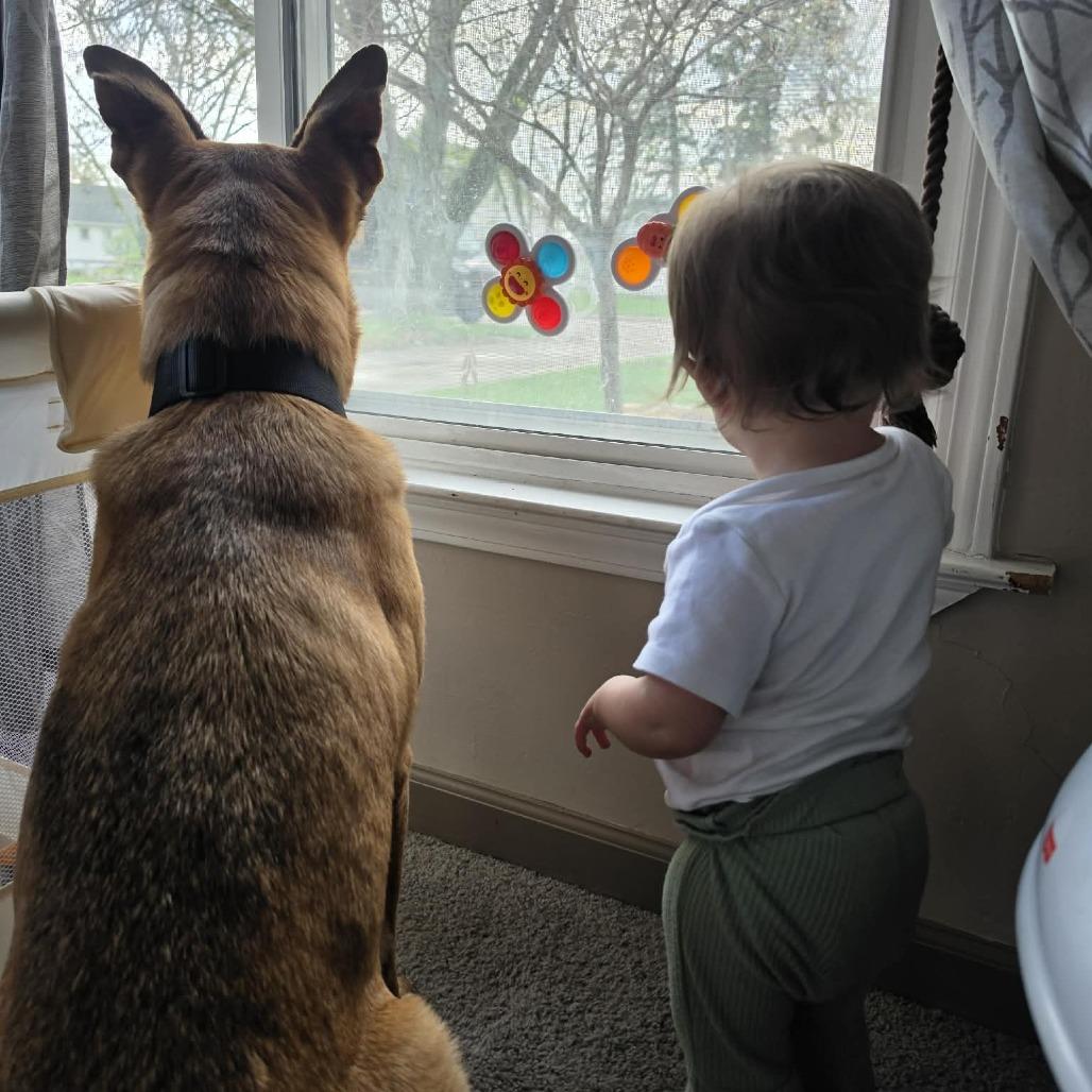 Enlarge Trac, a Adoptable mixed breed in Ferndale, MI image 6/6