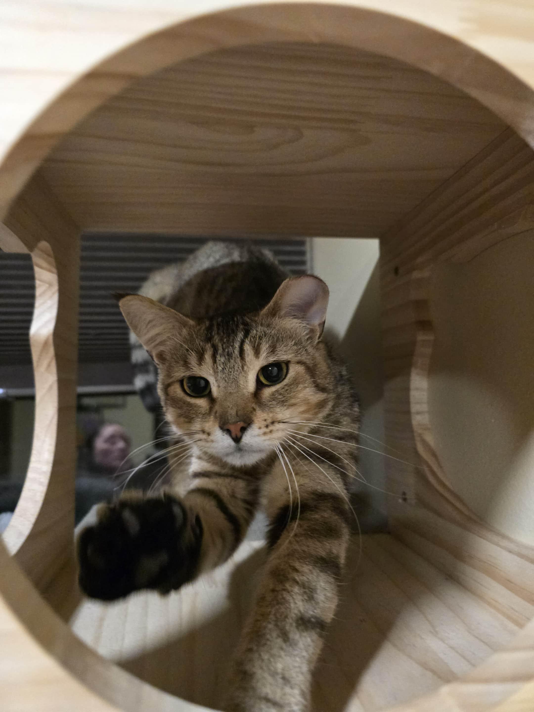 Monkey, Adoptable, Young Male Domestic Short Hair.