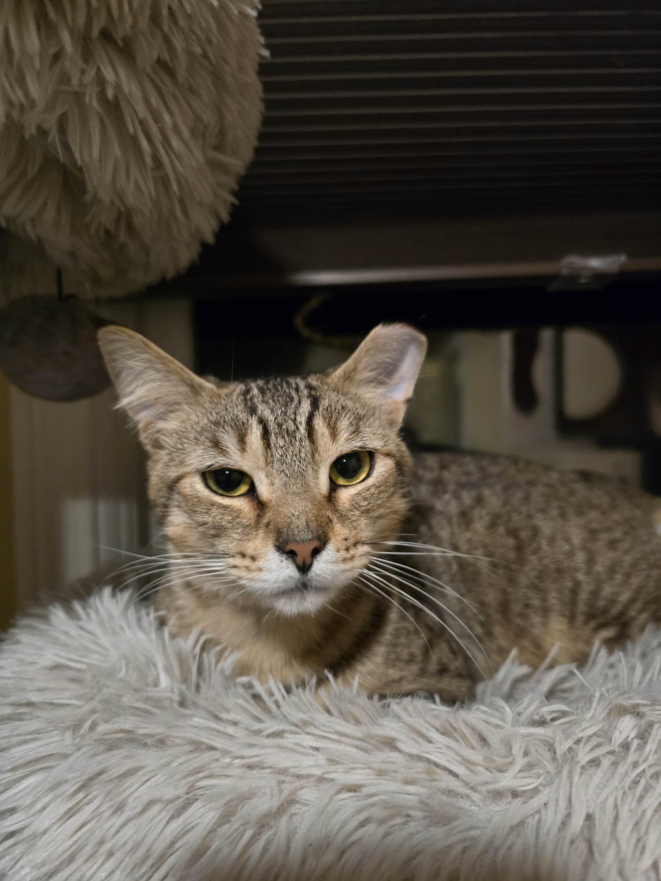 Monkey, a Adoptable Domestic Short Hair in Enfield, CT image 2/4