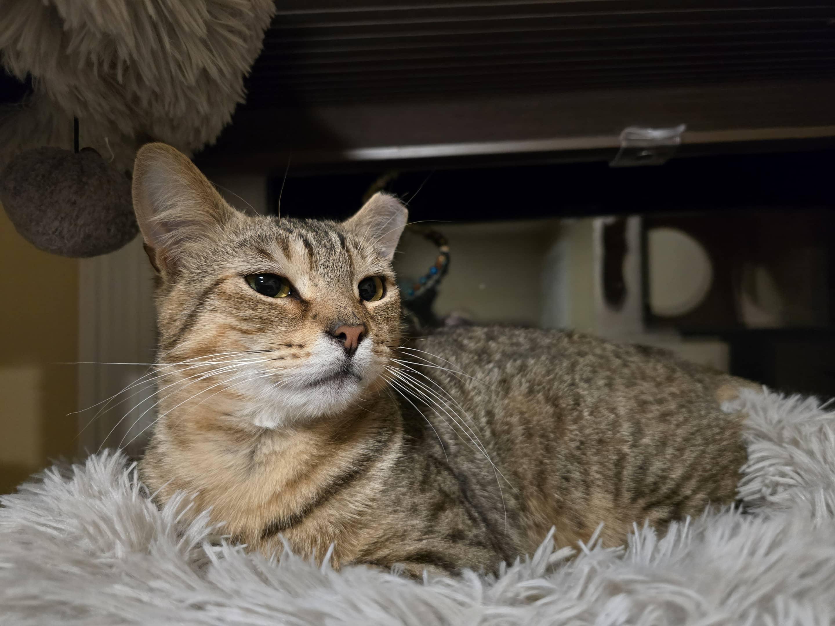 Monkey, a Adoptable Domestic Short Hair in Enfield, CT image 3/4