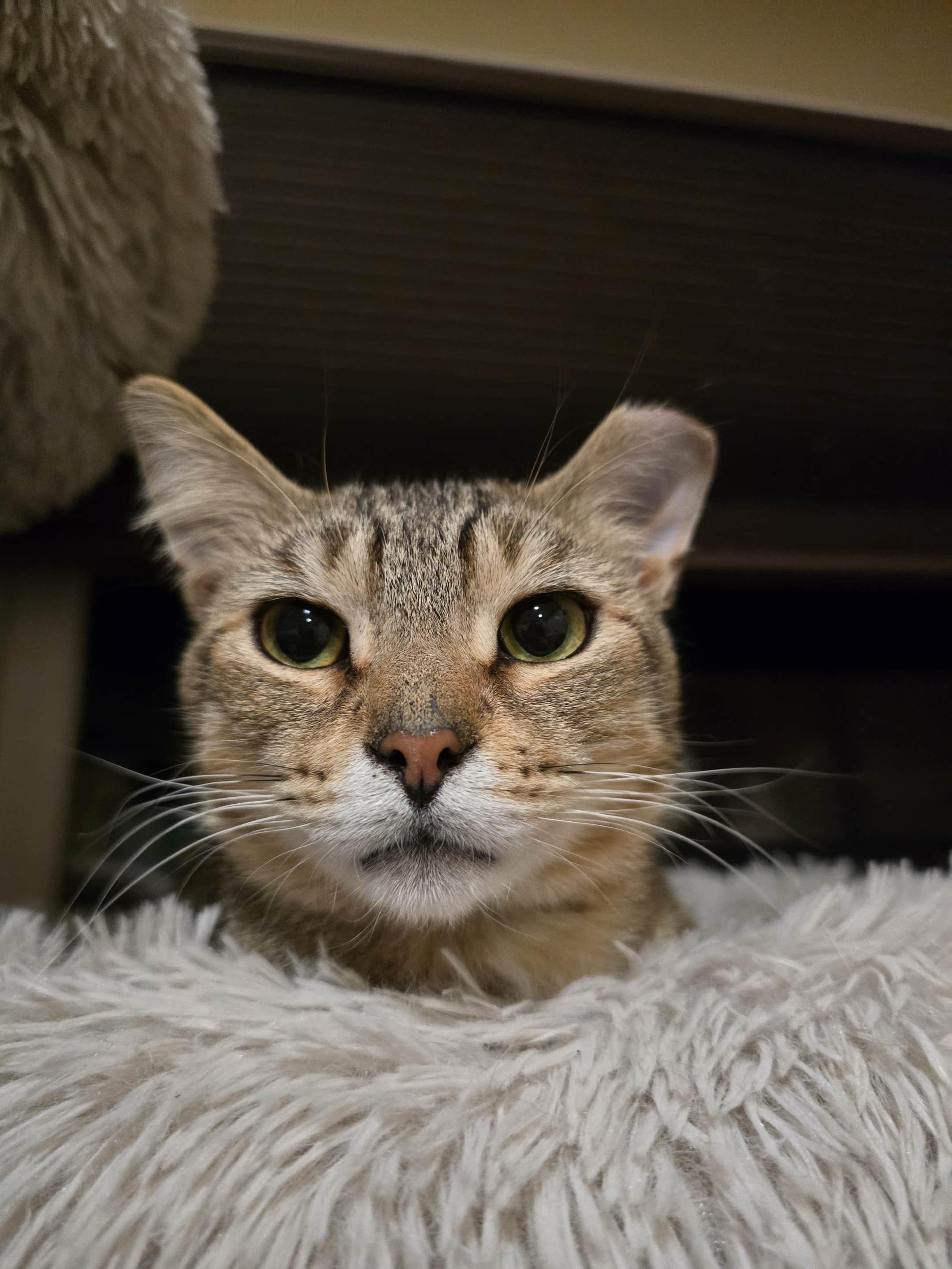 Monkey, a Adoptable Domestic Short Hair in Enfield, CT image 4/4