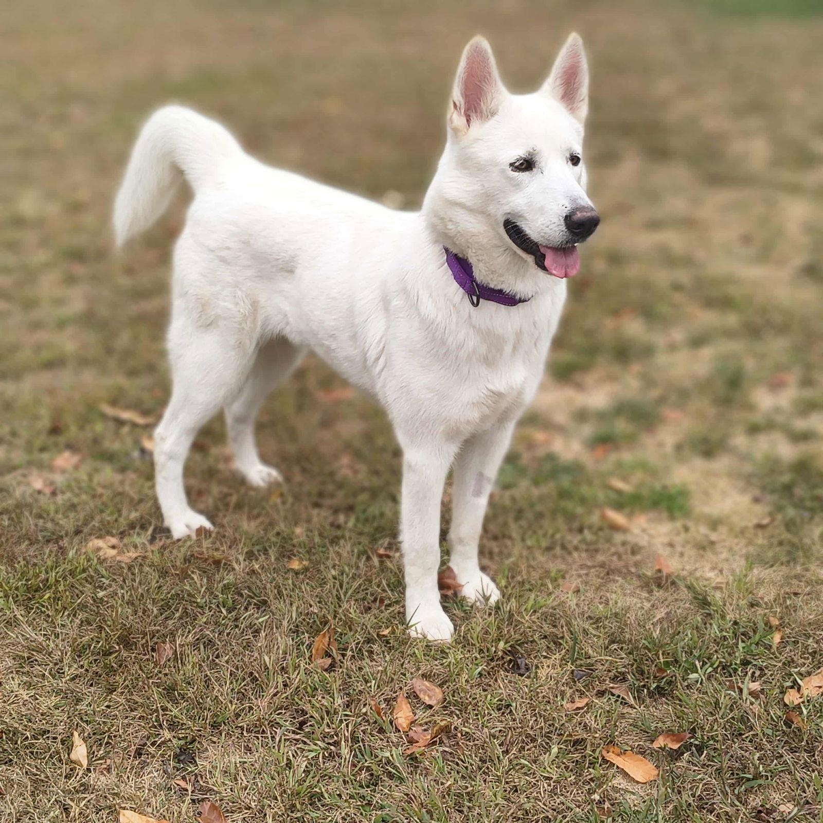 Ivory, Adoptable, Adult Female White German Shepherd & Siberian Husky.