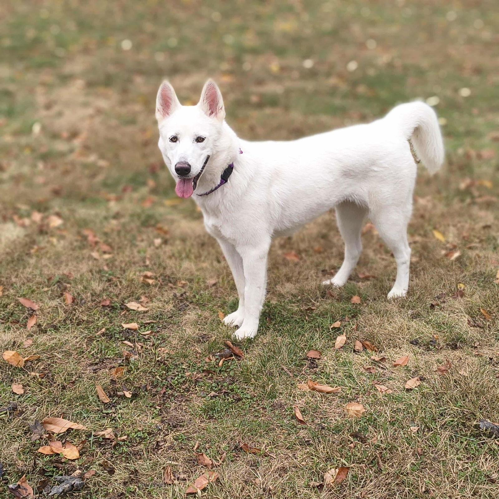 Enlarge Ivory, a Adoptable mixed breed in Eagle, MI image 2/3