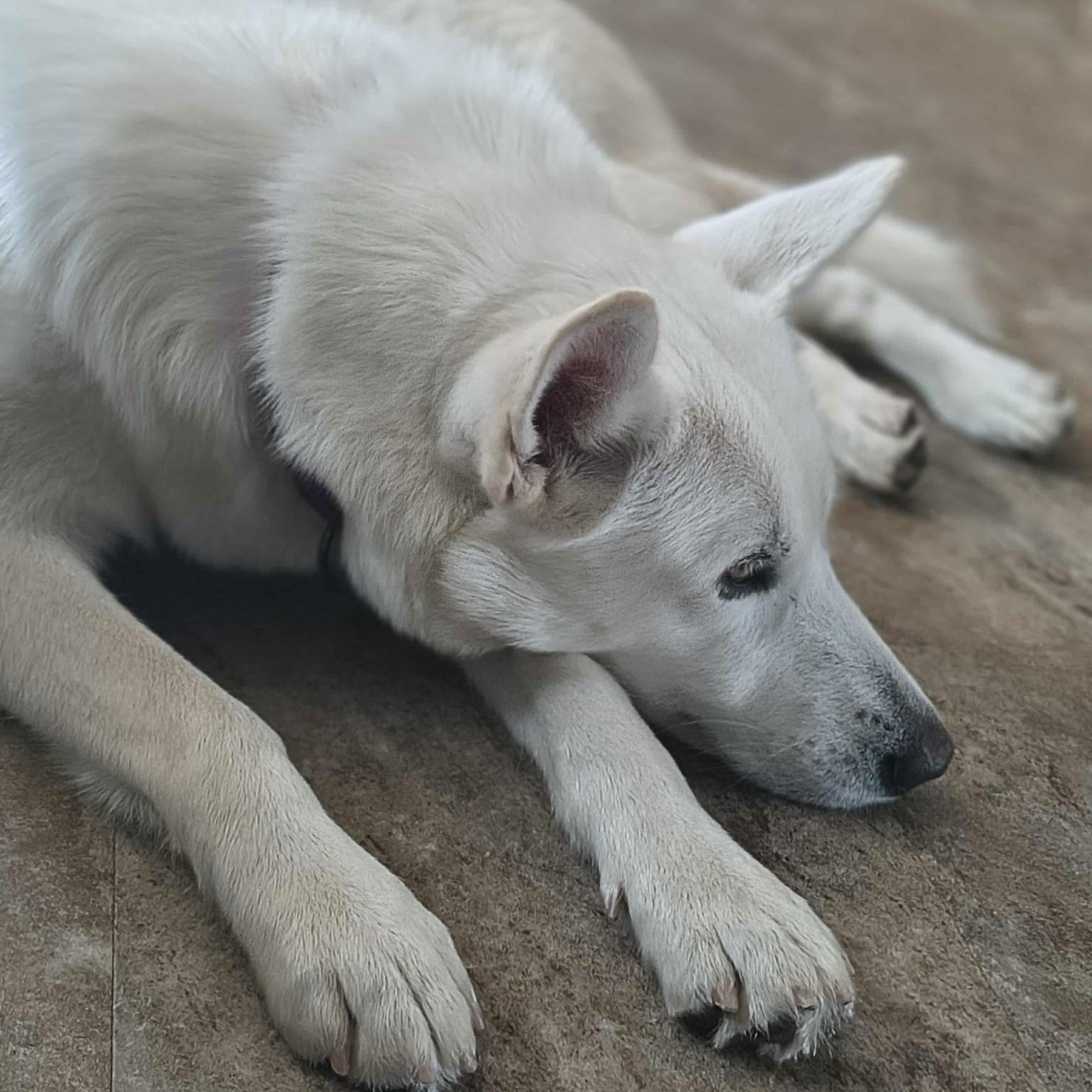 Enlarge Ivory, a Adoptable mixed breed in Eagle, MI image 3/3