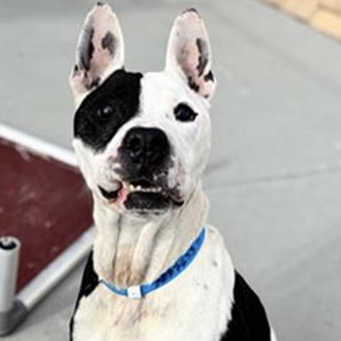 Enlarge Corncob, a Adoptable Mixed Breed in Springboro, OH image 1/5