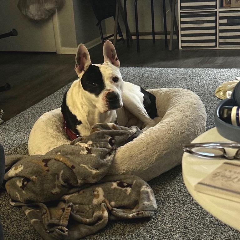 Enlarge Corncob, a Adoptable Mixed Breed in Springboro, OH image 2/5