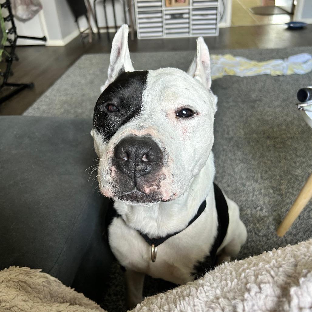 Enlarge Corncob, a Adoptable Mixed Breed in Springboro, OH image 2/5